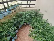 New Town's Ecologic Forum Cultivates Home Nurseries to Boost Kolkata's Green Cover