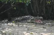 Odisha Farmer Survives Crocodile Attack in Kharosotra River, Highlights Growing Threat