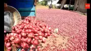 Onion Prices Plummet 50% in Mumbai Wholesale Markets Amid Export Crisis