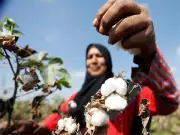 Pakistan's Cotton Crisis Deepens Amid Policy Paralysis Over Cess Hike