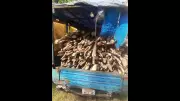Palamu Forest Officials Seize Two Autorickshaws Carrying Illegal Firewood in Daltonganj