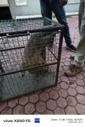 Pangolin Rescued from Village in Cuttack Forest Range