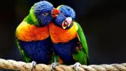 Parrots Engage in Complex 'Duet' Conversations, Redefining Animal Communication