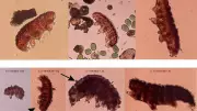 Penn State Studies Tardigrade Proteins for Mars Survival and Bio-Inspired Materials