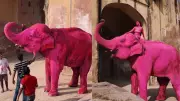PETA Urges Russian Artist to Withdraw Pink Elephant Print Over Health Concerns