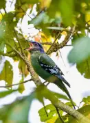 Poila Baisakh Bird Count 2026 Records 400+ Species Amid Election Disruptions