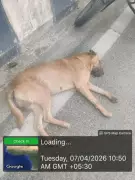 Pune Dog Bite Incident: Suspected Rabid Dog Captured, Dies During Transport