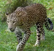 Pune's Junnar Forest Division Sees Record 238 Leopard Rescues in 5 Years
