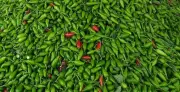 Punjab Farmers Launch Green Chilli Exports to Middle East from Ferozepur