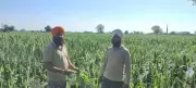 Punjab Farmers Slam Govt's 'Selective' Satellite Use After Crop Loss