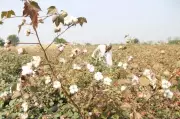 Punjab Govt Retains 33% Subsidy on Cotton Seeds for Kharif 2025