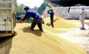 Punjab Wheat Procurement Lags at 38% as Arrivals Surge in Mandis