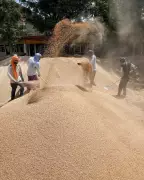 Punjab Wheat Procurement Surpasses 10 Lakh MT for Fourth Day, Lifting Lags