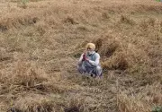 Punjab's Wheat Crisis Deepens as Record Rainfall Devastates Crops