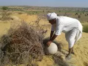 Rajasthan Farmer's 27,000 Trees Turn Desert into Green Oasis