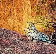 Rajasthan High Court Halts Construction in Jawai to Protect Leopards