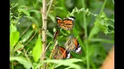 RPCAU's Butterfly Garden Hosts Over 100 Species, Boosting Biodiversity Research