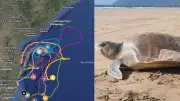 Satellite-Tracked Olive Ridley Turtles Head to Sri Lanka Dome Feeding Zone