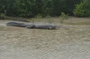 Second Crocodile Attack in Two Days Strikes Jajpur District's Kharasrota River