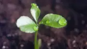 Seeds Hear Rain: Study Reveals Sound Triggers Faster Growth
