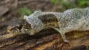 Snake Skin Shedding: The Complete Biological Process of Ecdysis Explained