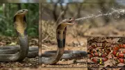Snakes' Incredible Survival Tactics: From Mimicry to Playing Dead