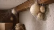 Spider Egg Sacs: Hidden Homes for Hundreds of Spiderlings in Your House