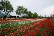 Srinagar's Iconic Tulip Garden Closes as Bloom Season Concludes