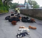 Stray Animals Turn Palampur Roads into Death Traps, Sparking Public Outcry