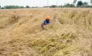 Sudden Weather Shift Damages Ripening Wheat Crop in Amritsar