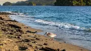 Tagged Sanderling Migrates 7,472 km to Andaman's Narcondam Island, Confirming Flyway Role