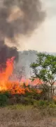 Tamil Nadu Forest Dept Fights Nilgiris Fire with Exotic Tree Removal, Tech