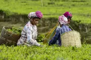 Tea Board Shuts Jorhat Auction Centre, Assam Growers Angry