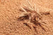 Technical Glitch in E-Portal Disrupts Wheat Sales in Sirsa, Haryana