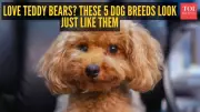 Teddy Bear Dog Breeds: The Social Media Sensation Explained