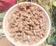 Telangana's Sajjapur Chamadumpa Colocasia Gets GI Recognition Step Closer