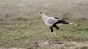 The Secretary Bird's Lethal Kick: Nature's Graceful Snake Hunter of the Savanna
