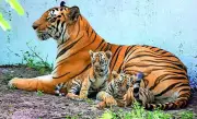 Tiger Cub Killed by Crocodile in West Champaran Wetland, Investigation Underway