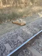 Tigress Death Sparks Dispute Between Forest Dept and Railways in Dudhwa Buffer Zone
