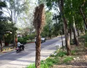 Transplanted Date Palms Wilt in Jalandhar, Raising Environmental Concerns