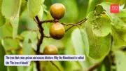 Tree of Death: The Manchineel's Lethal Beauty and Hidden Dangers