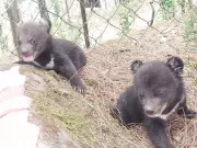 Two Abandoned Himalayan Black Bear Cubs Rescued in Shimla's Theog
