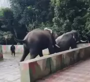 Two Elephants Enter Bhadra Tiger Reserve Core, Signaling Reduced Human-Animal Conflict