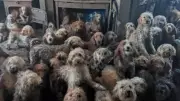 UK Poodle-Cross Dog Hoarding Case: RSPCA Confirms Shocking Photos Are Real, Not AI