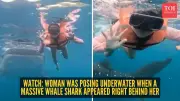 Underwater Photoshoot Interrupted by Gentle Whale Shark Encounter in Philippines