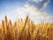 Union Minister Confirms Full Preparedness for Wheat Procurement in Punjab