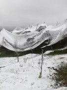 Unseasonal Snowfall in Shimla's Higher Reaches Damages Apple Orchards