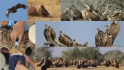 Unusual Raptor Congregation in Jaisalmer's Desert National Park Raises Questions