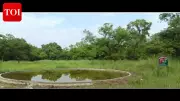 Valmiki Tiger Reserve Boosts Waterholes and Grasslands to Protect Wildlife in Summer