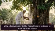 Vedic Ritual: Watering Peepal Tree to Balance Saturn's Influence
